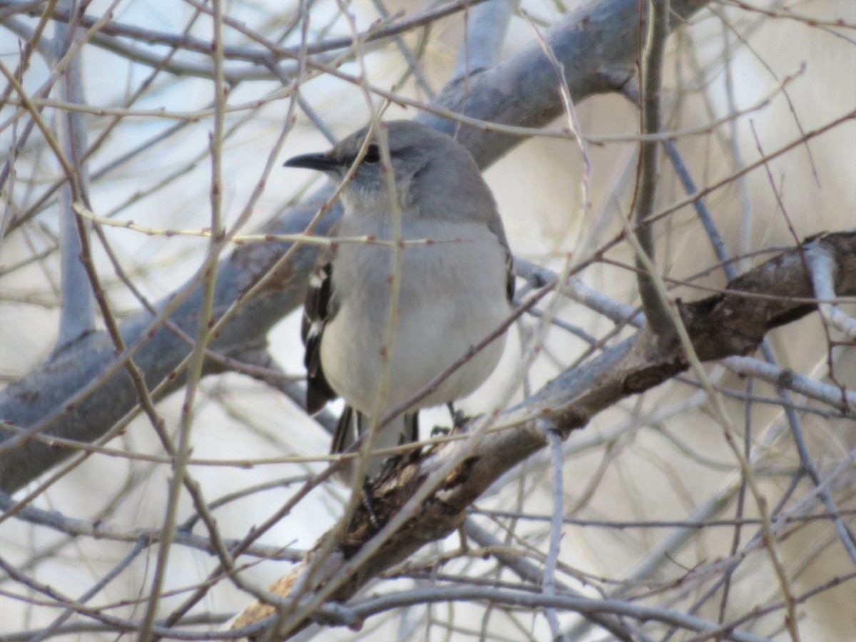 Northern Mockingbird - ML311752751