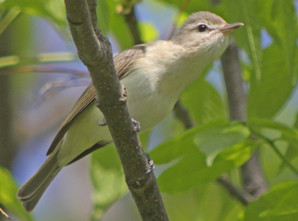 Warbling Vireo - ML311752771