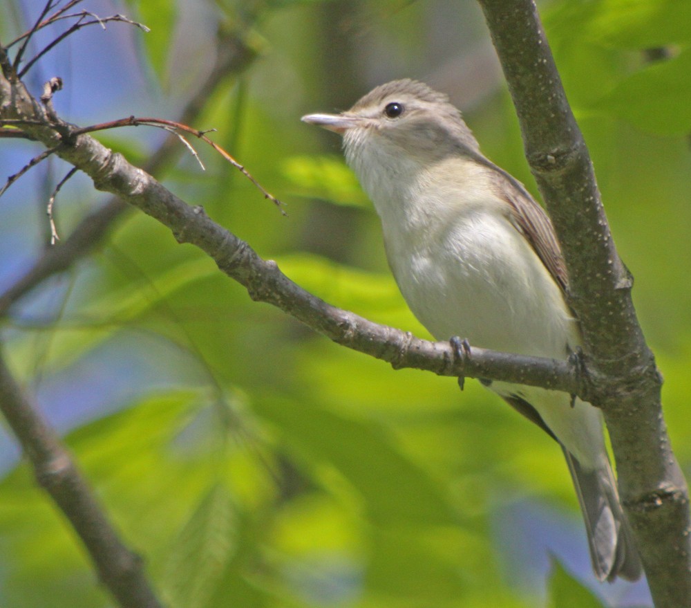 Warbling Vireo - ML311752781