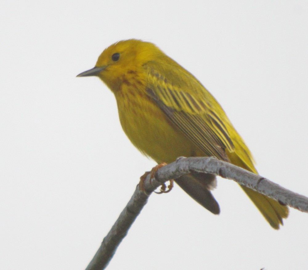 Yellow Warbler - ML311752821