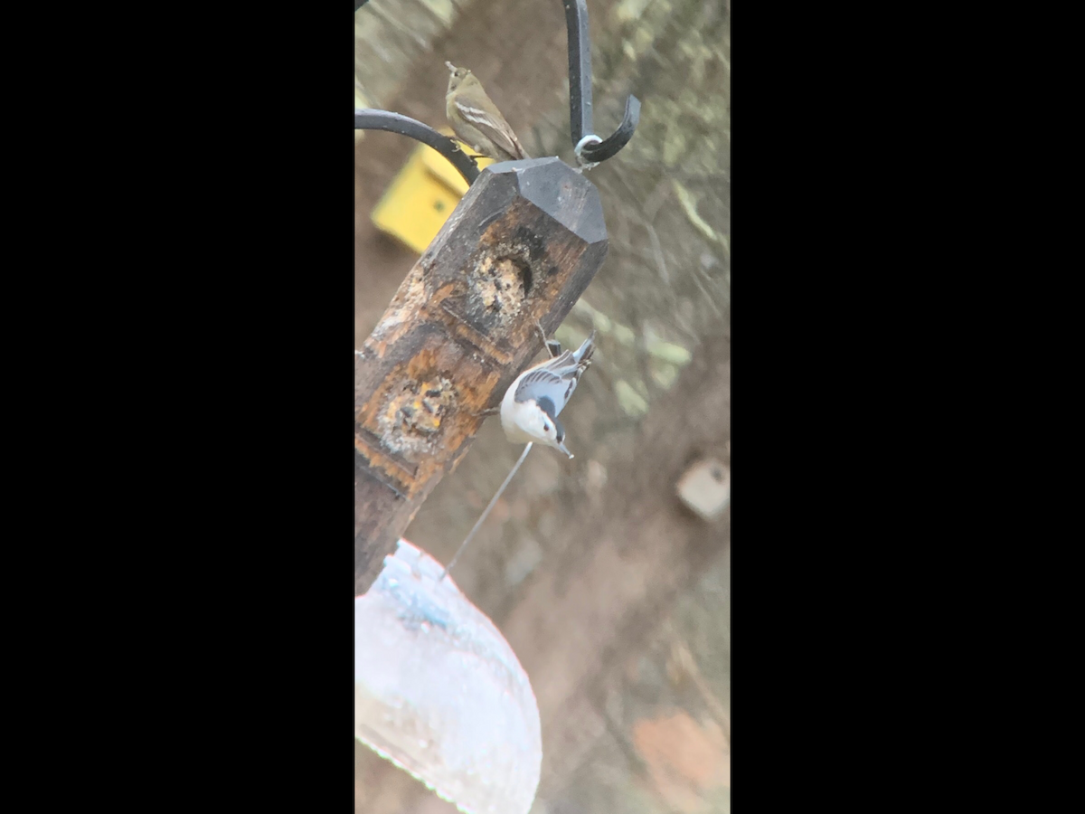 White-breasted Nuthatch - ML311753601