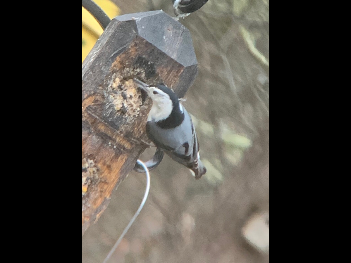 White-breasted Nuthatch - ML311753611