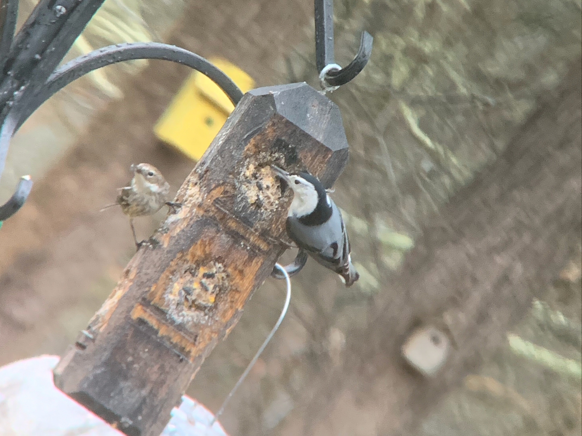 White-breasted Nuthatch - ML311753641