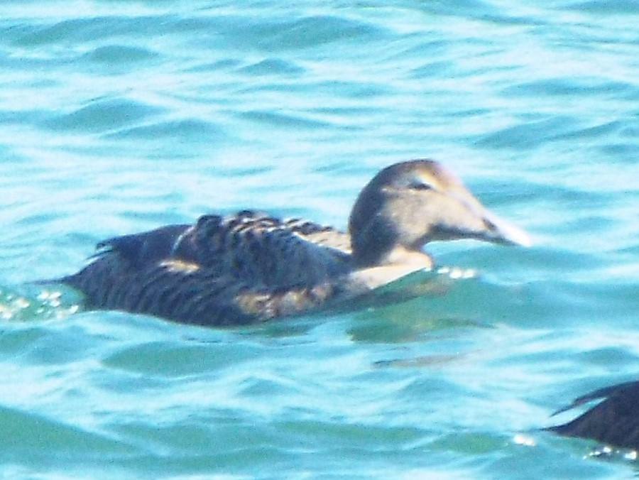 Common Eider - ML311755051