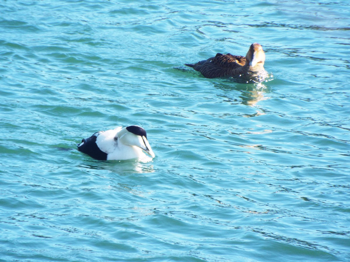 Common Eider (Dresser's) - ML311755381