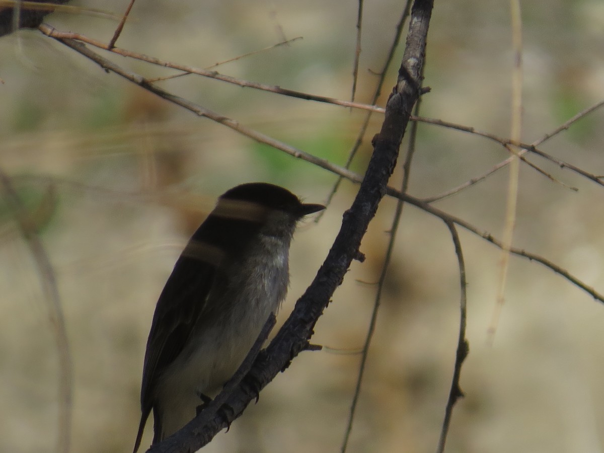 Eastern Phoebe - ML311755741