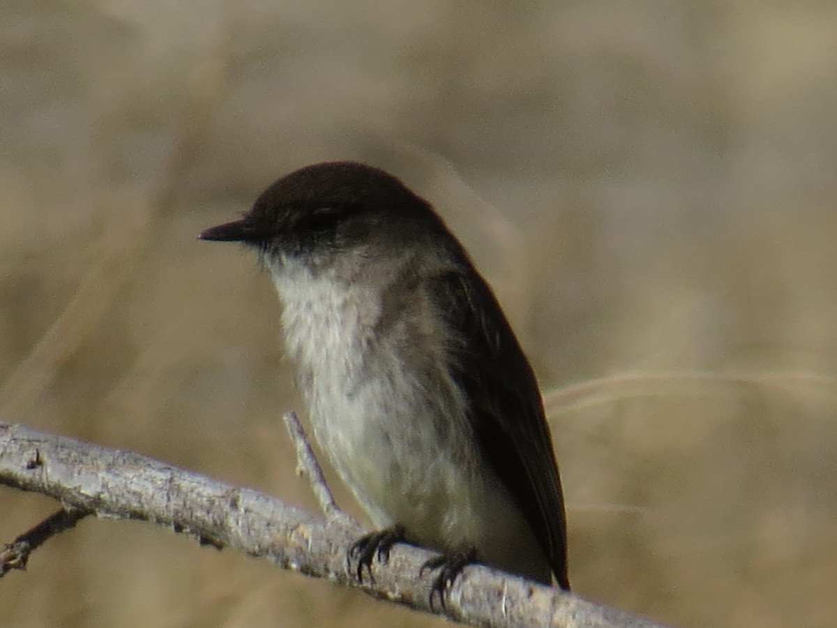 Eastern Phoebe - ML311755771