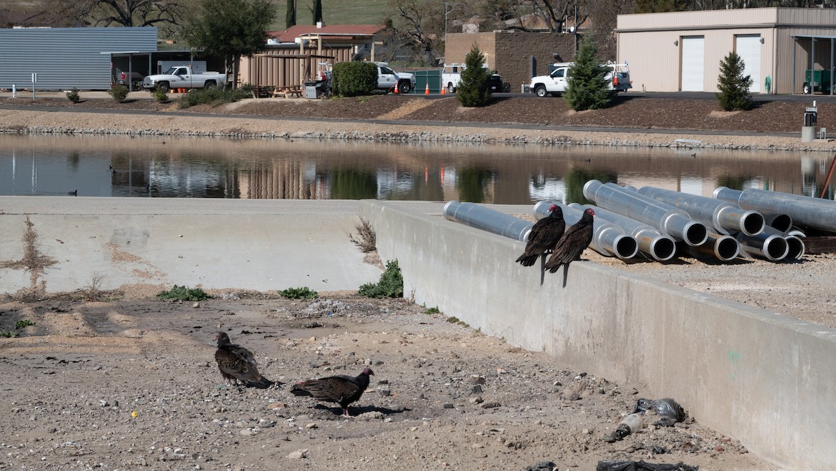 Turkey Vulture - ML311760101