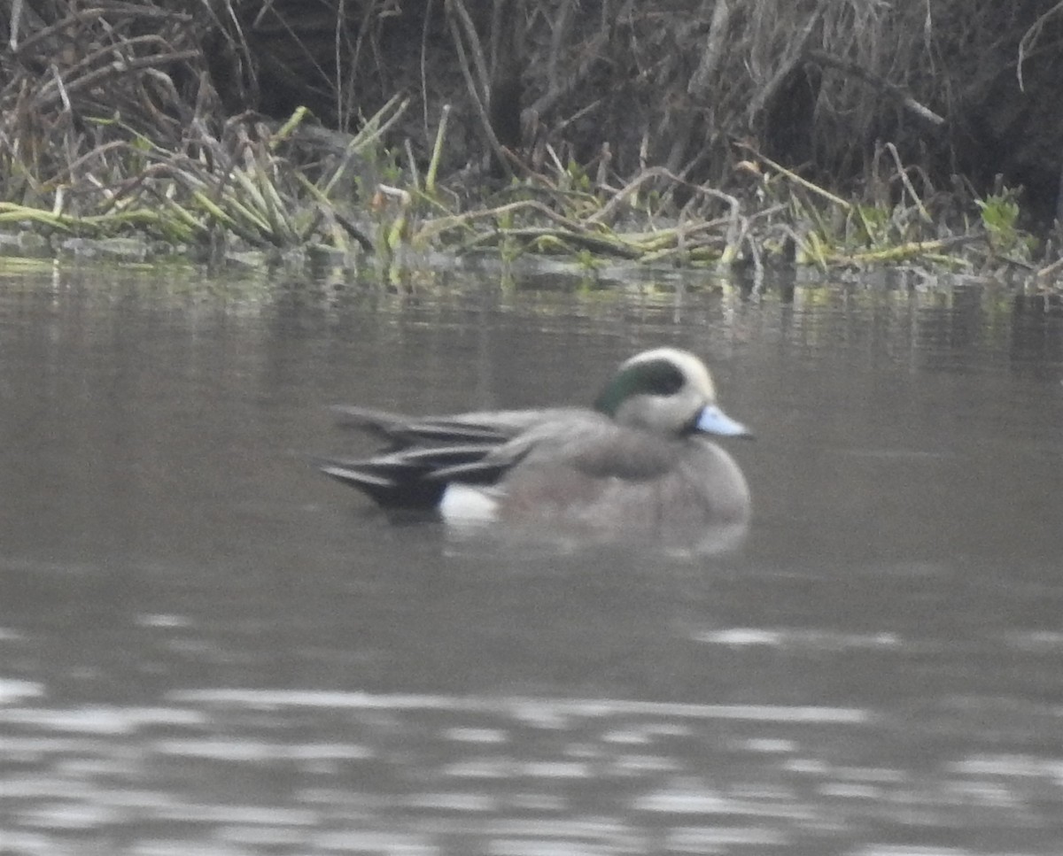 American Wigeon - Pamela Goolsby