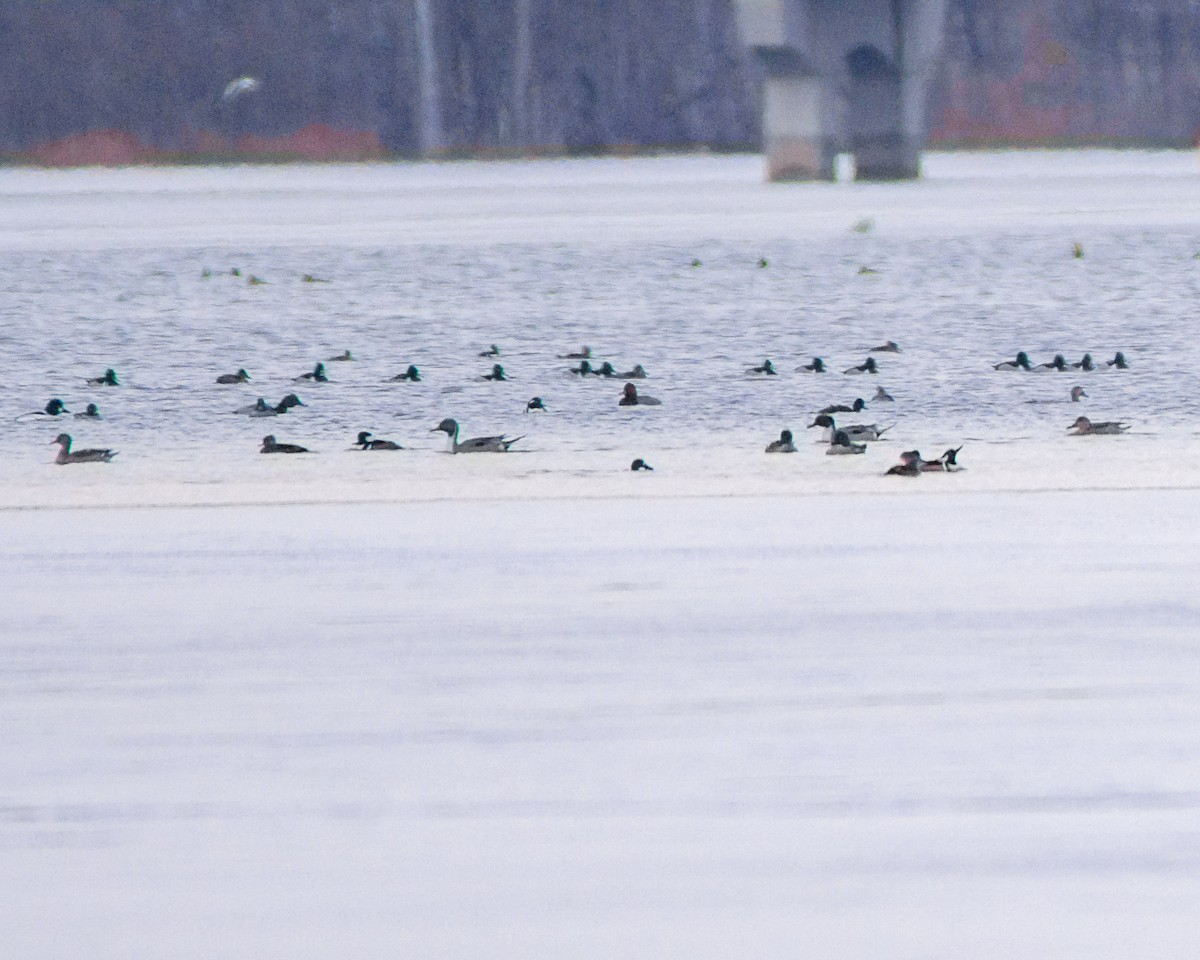 Northern Pintail - ML311762541