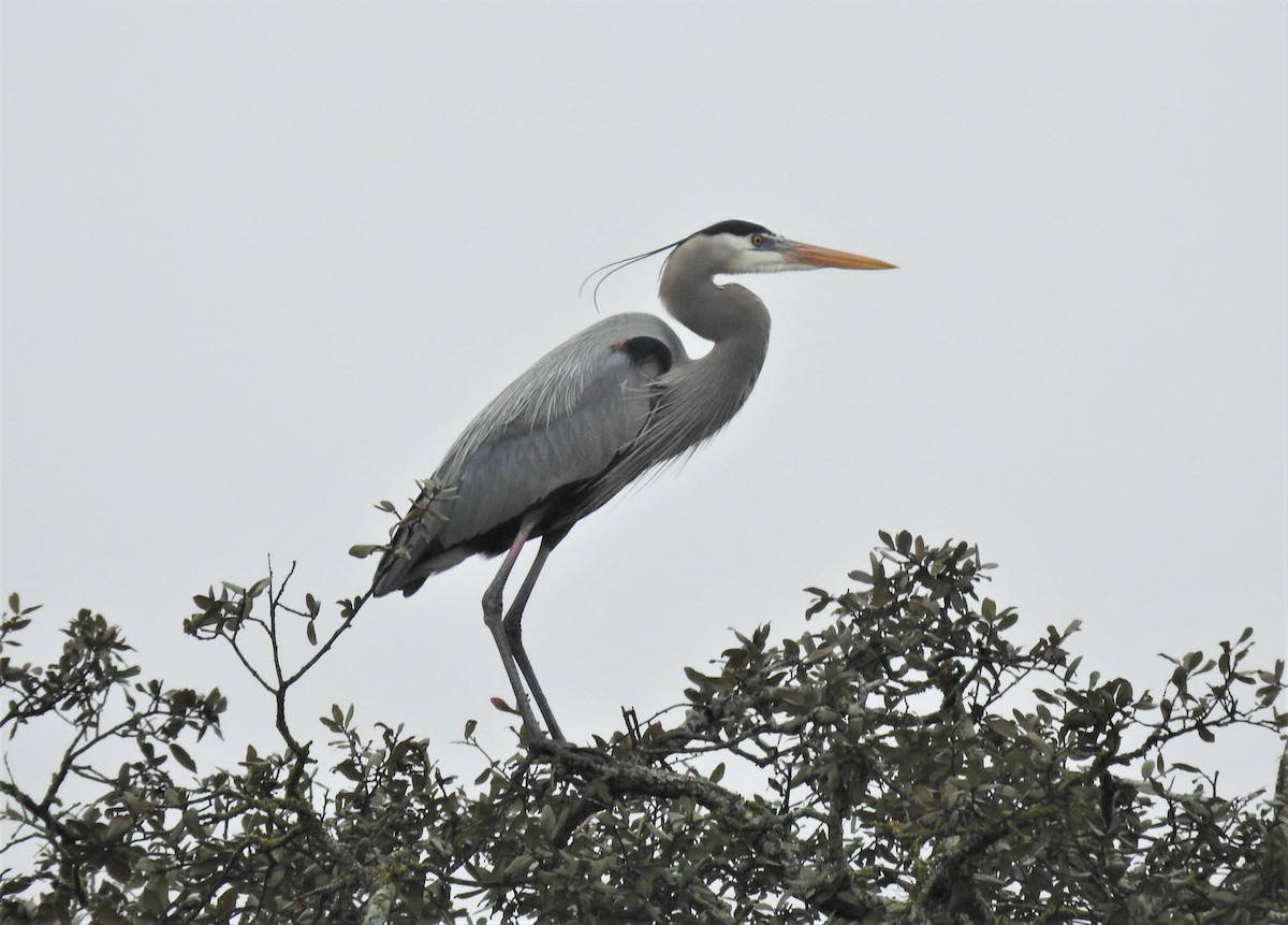 Great Blue Heron - ML311762821