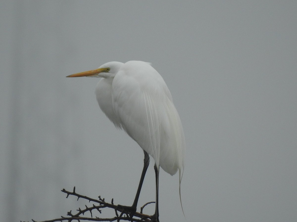 Great Egret - ML311762951