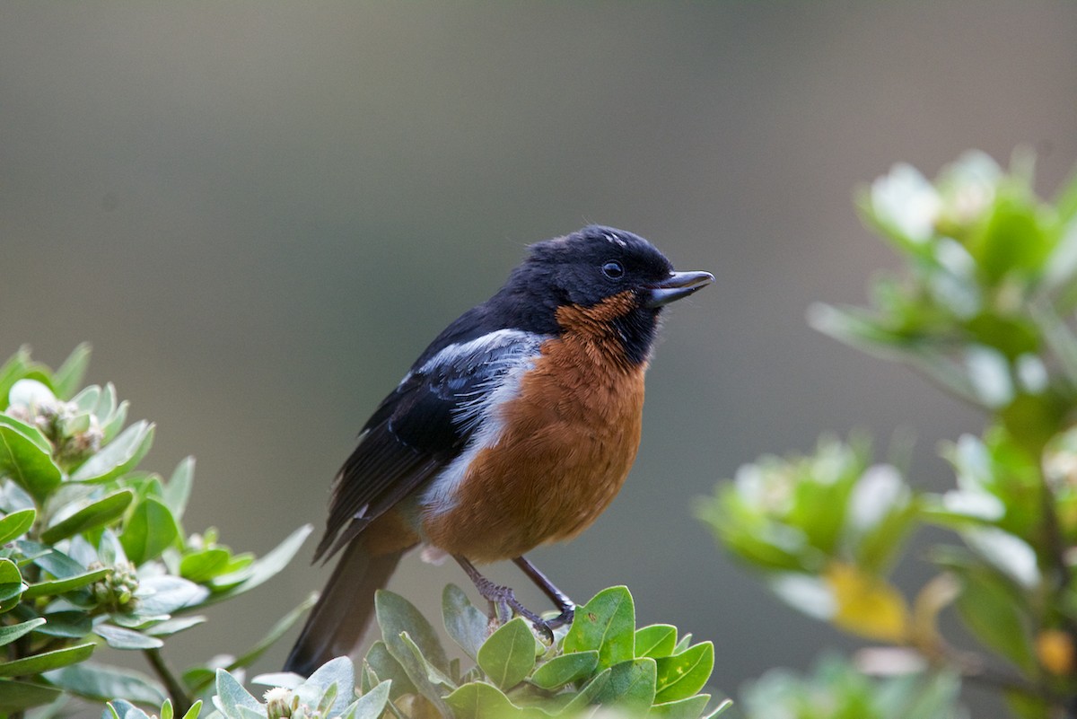 Black-throated Flowerpiercer - Jamie Baker