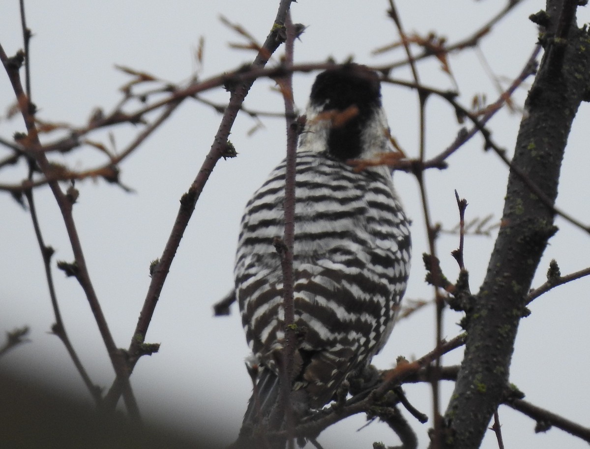 Ladder-backed Woodpecker - Pamela Goolsby