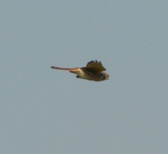 American Kestrel - ML311763571