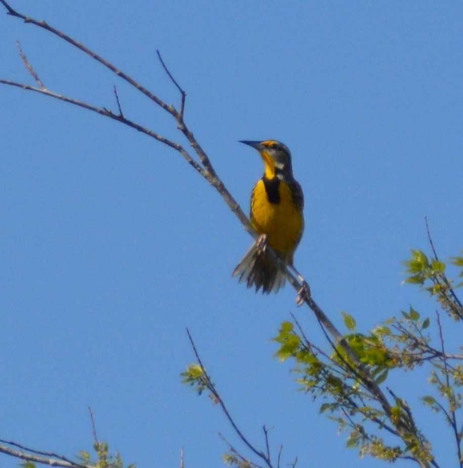 Eastern Meadowlark - ML311763631