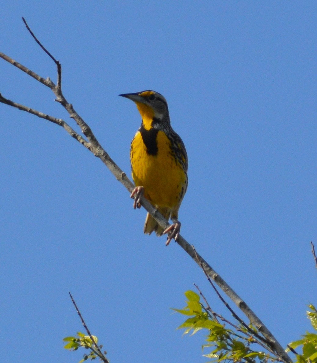 Eastern Meadowlark - ML311763651