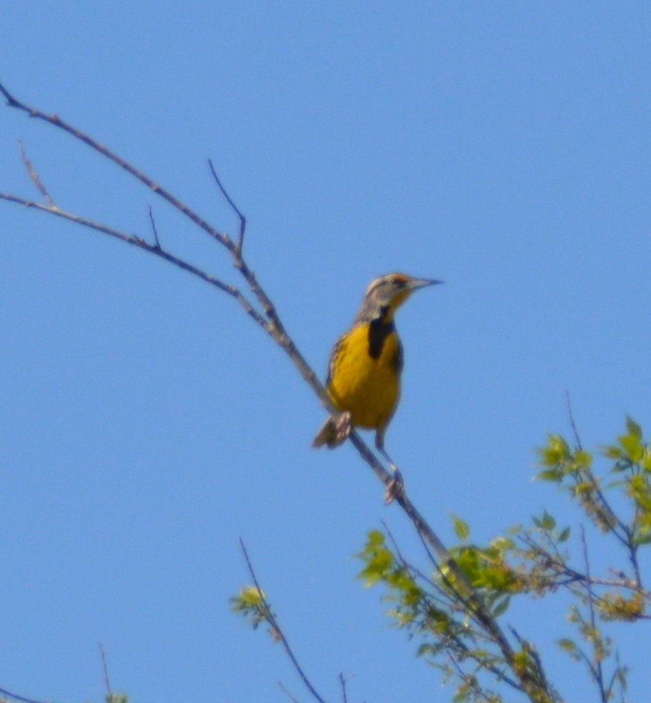 Eastern Meadowlark - ML311763661