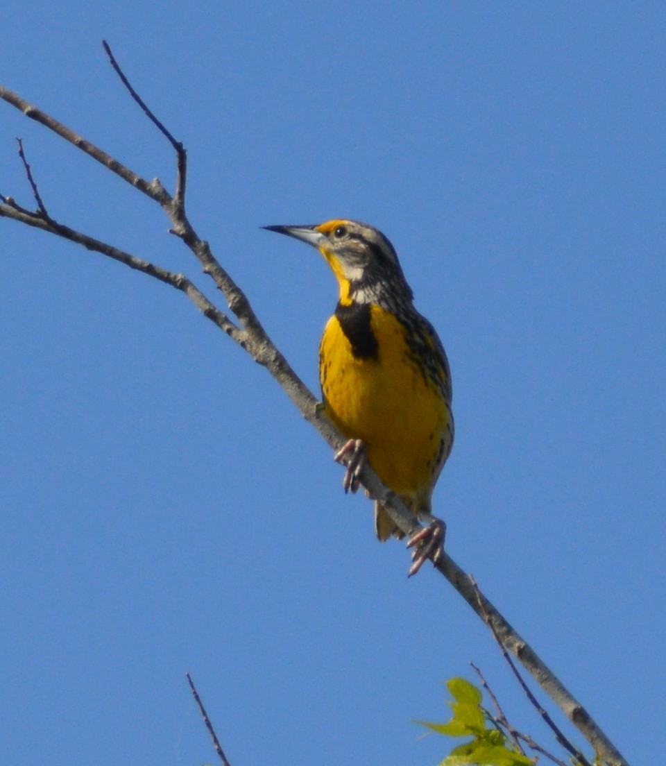 Eastern Meadowlark - ML311763671