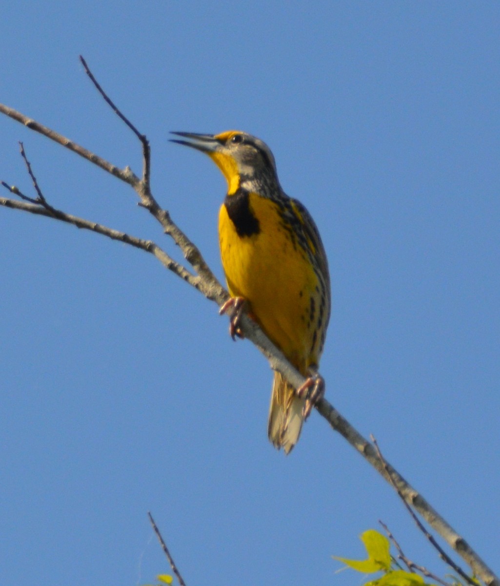 Eastern Meadowlark - ML311763681
