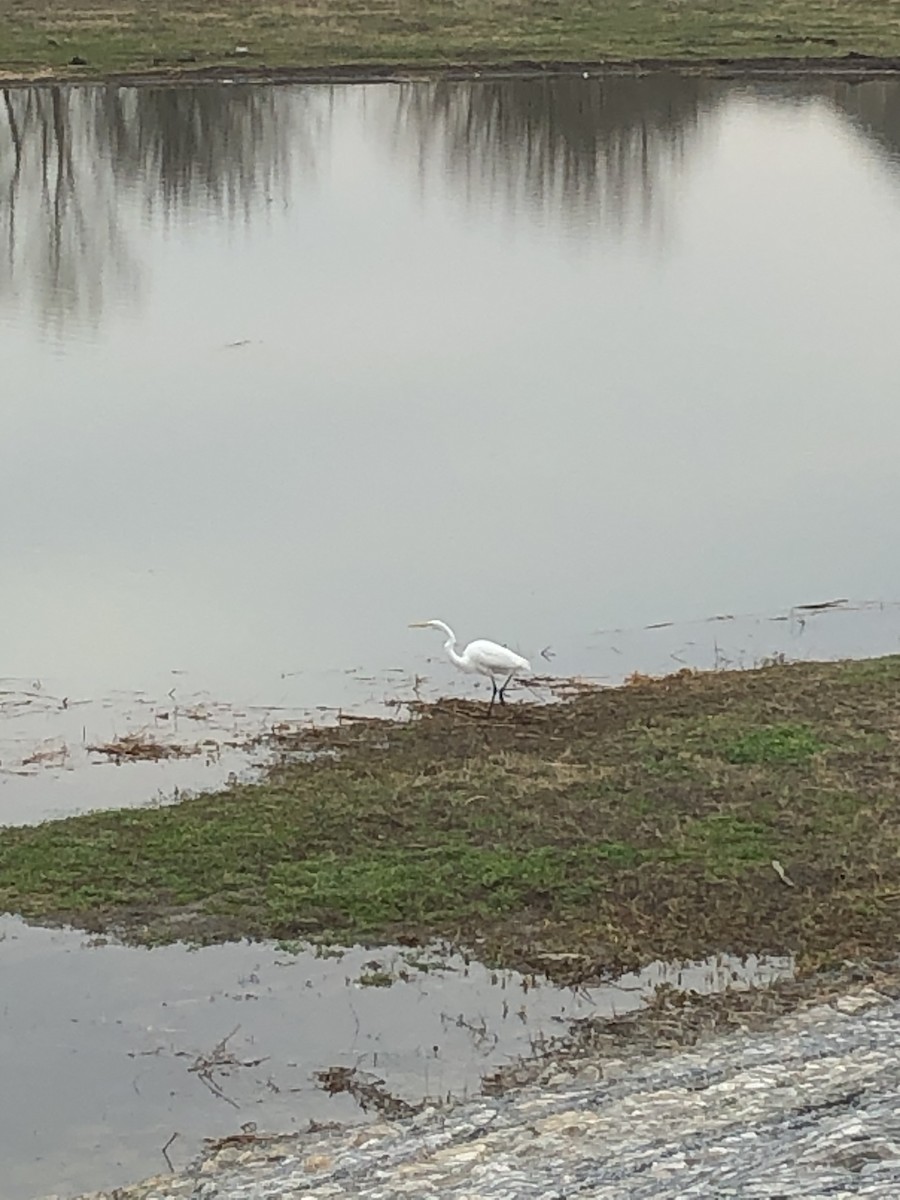 Great Egret - Bridget Powell