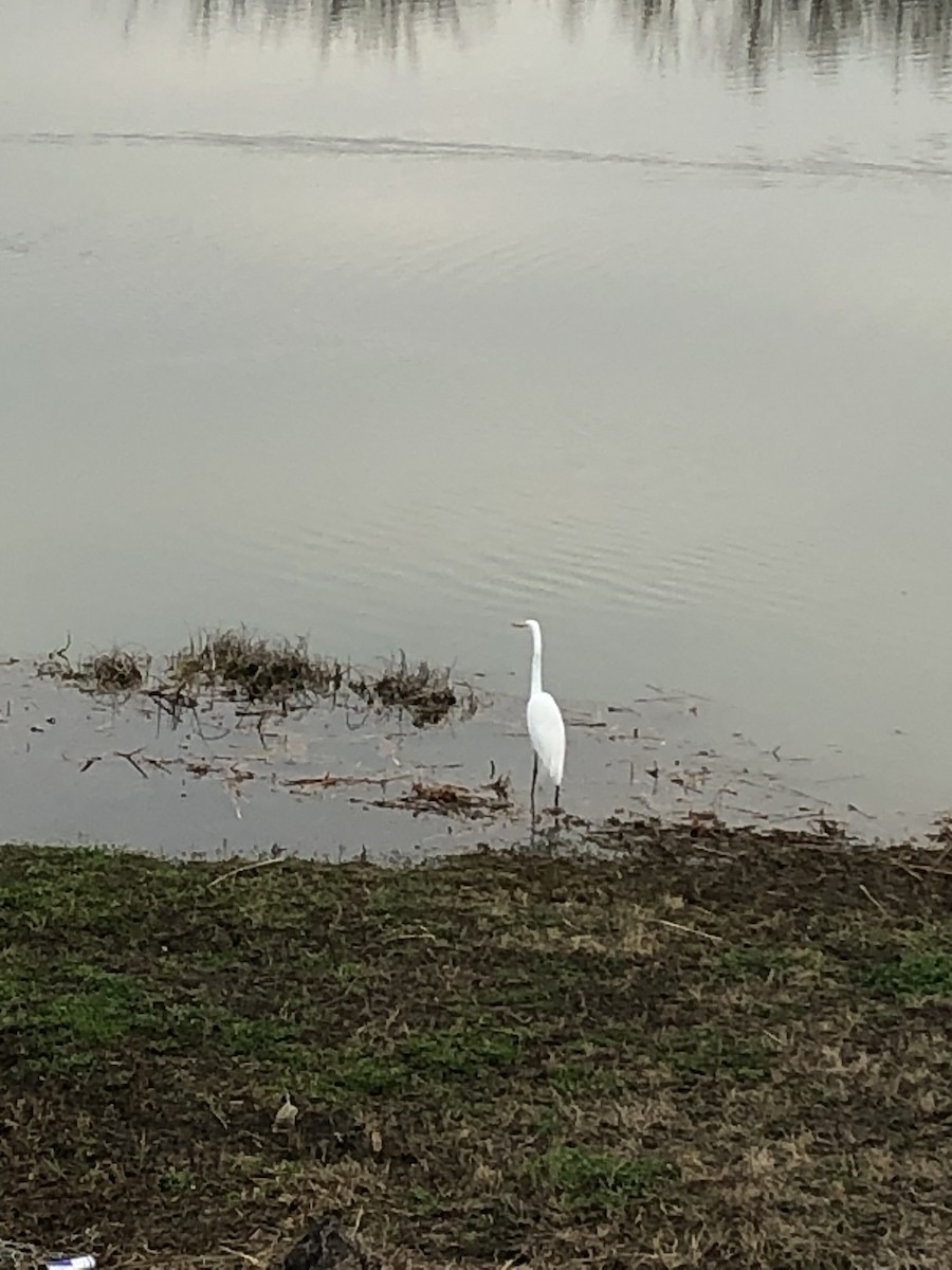 Great Egret - ML311765201