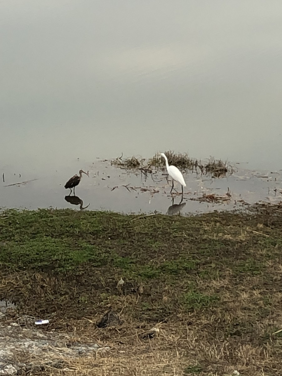 White Ibis - ML311765531