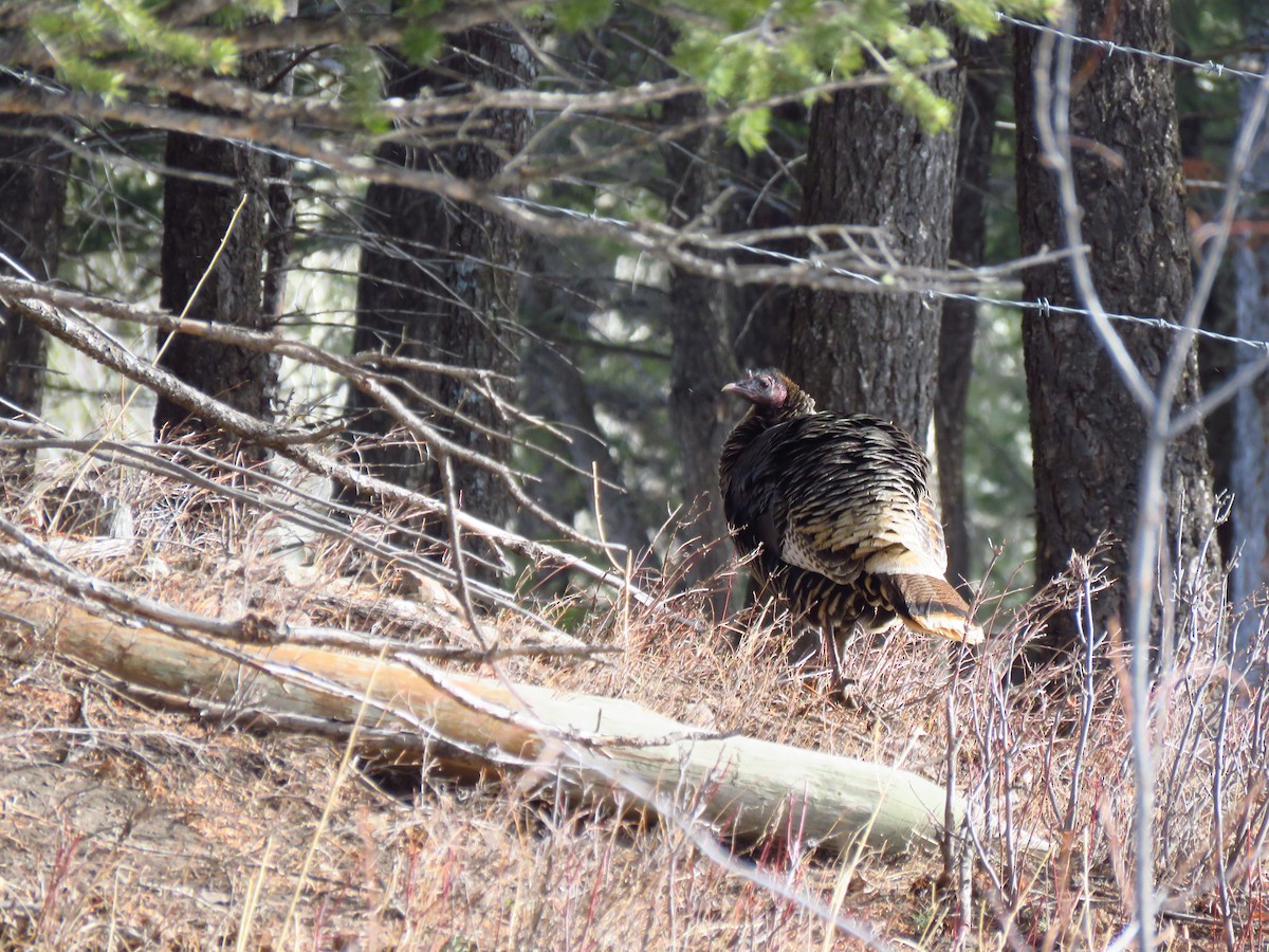 Wild Turkey - ML311765781