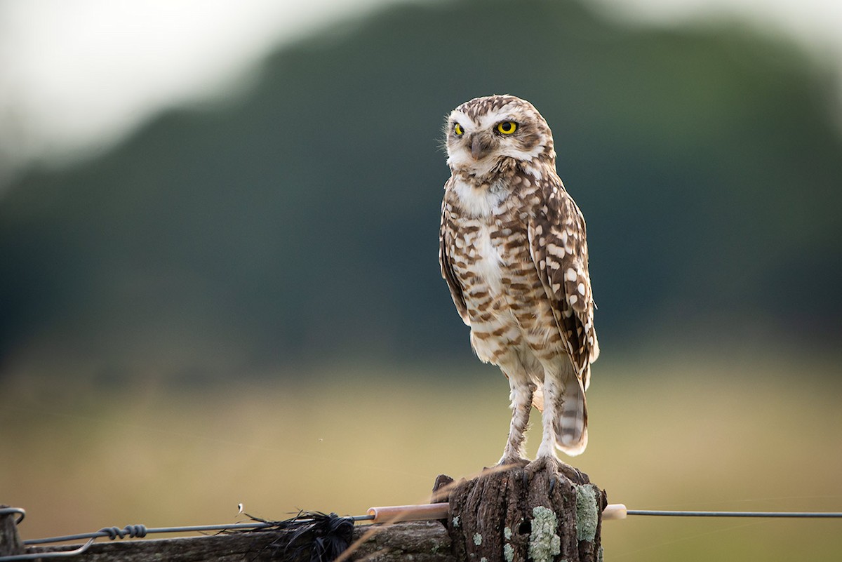 Burrowing Owl - Eduardo Battaglini