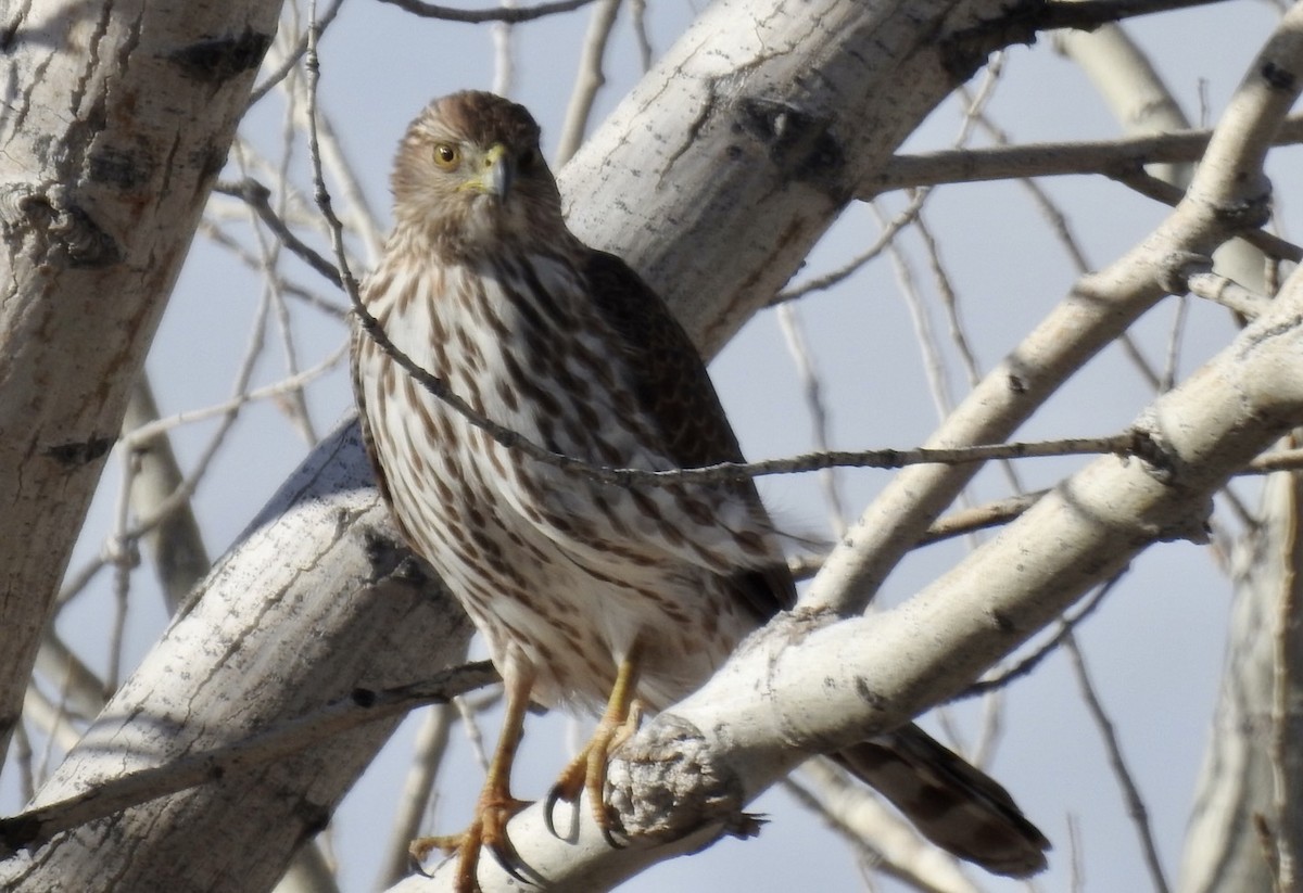 Cooper's Hawk - ML311767941