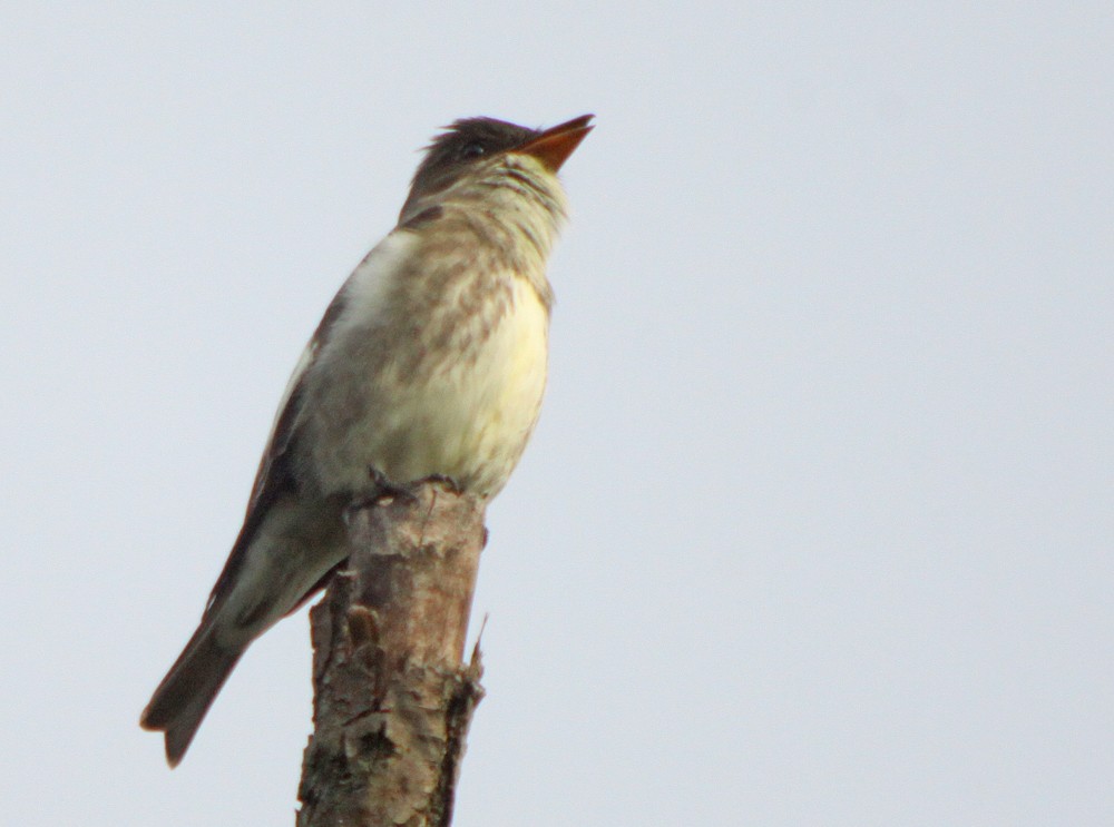 Olive-sided Flycatcher - ML311768331