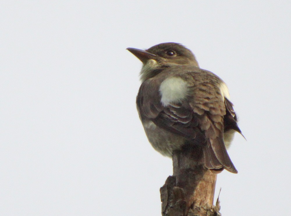 Olive-sided Flycatcher - ML311768341