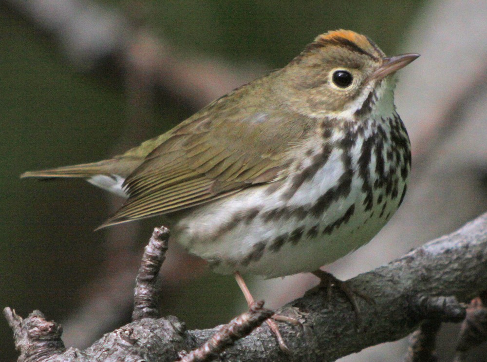 Ovenbird - Corey Finger