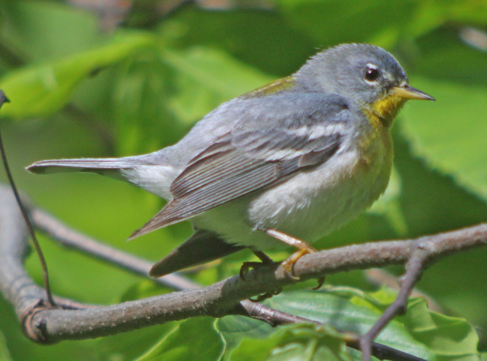 Northern Parula - Corey Finger