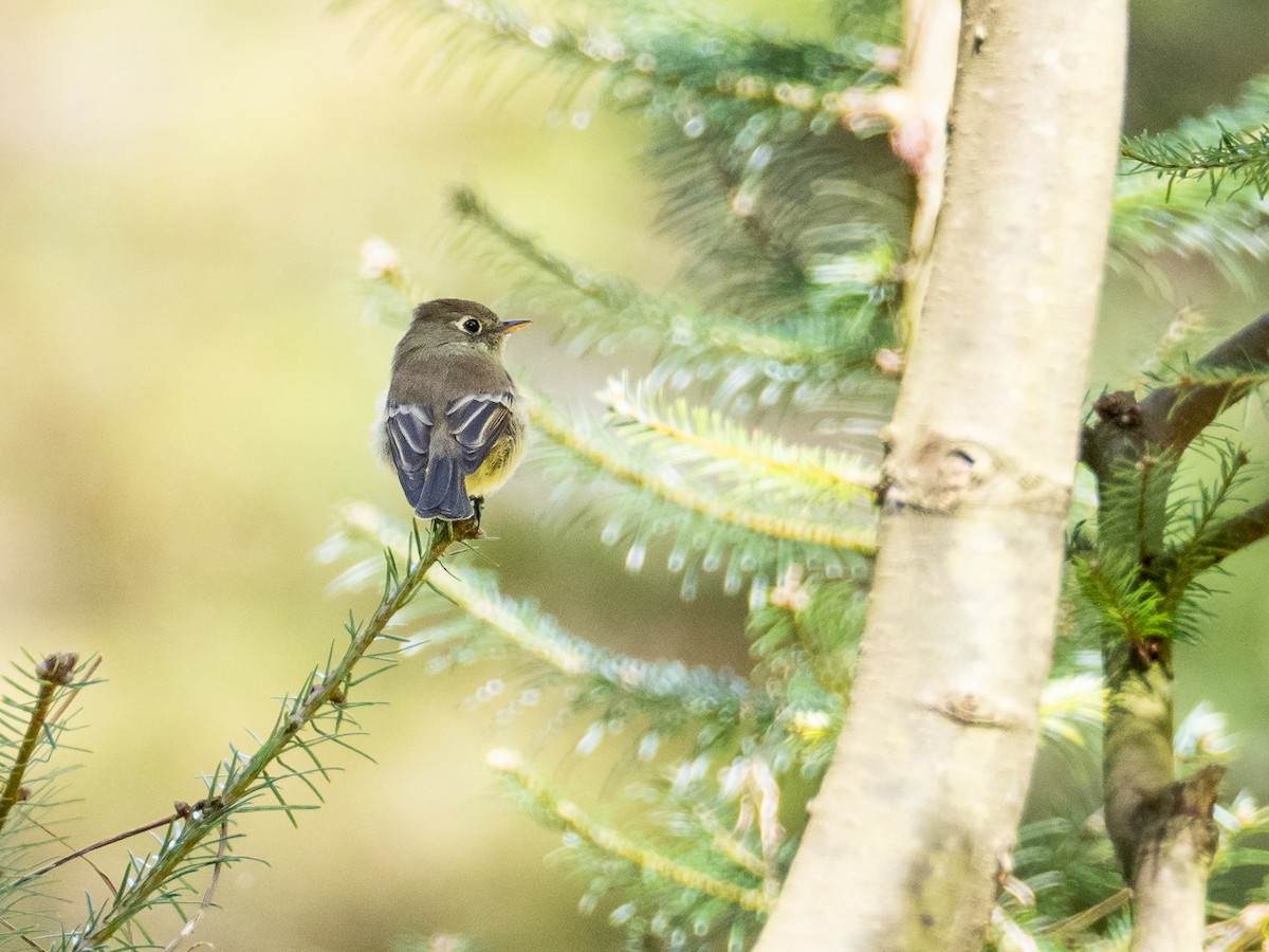 Pine Flycatcher - ML311768661