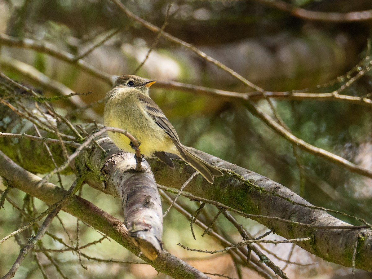 Pine Flycatcher - ML311768691