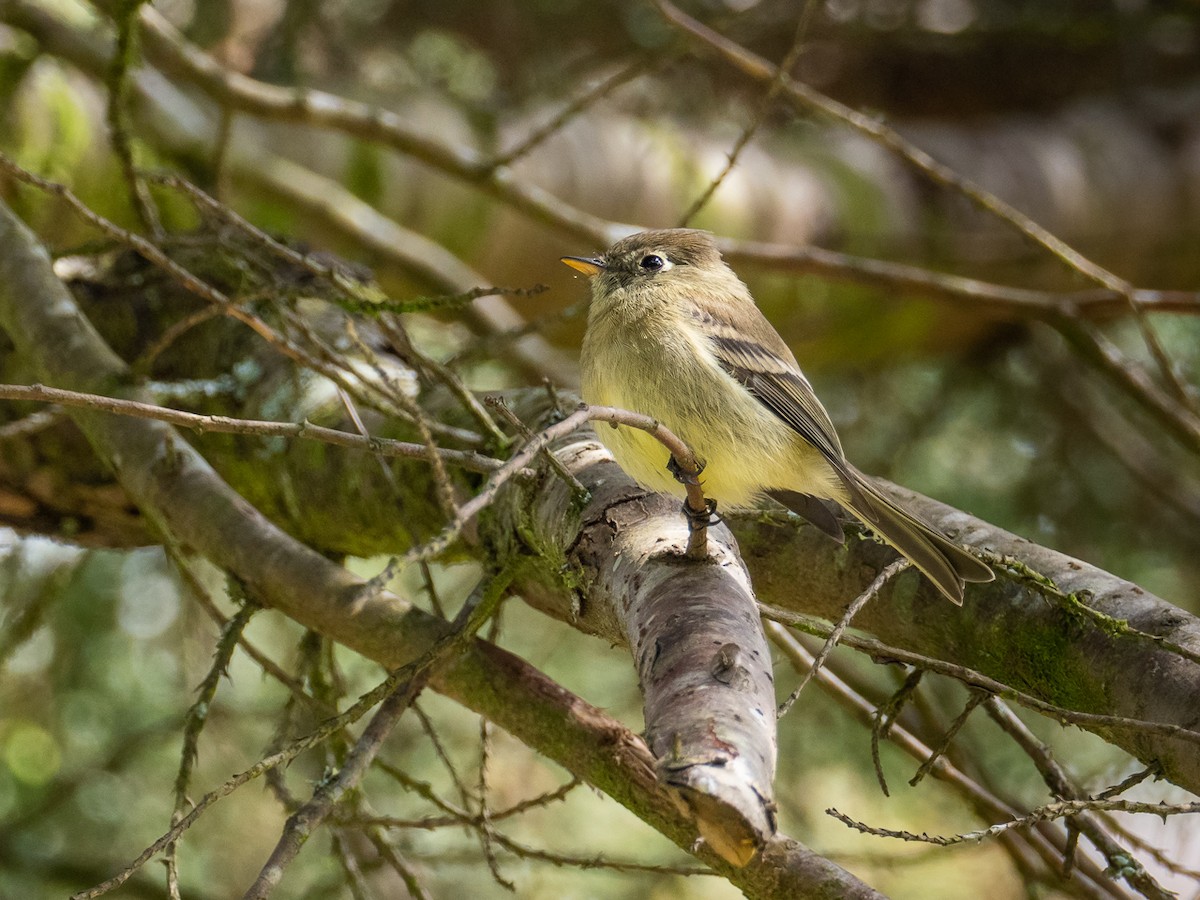 Pine Flycatcher - ML311768721