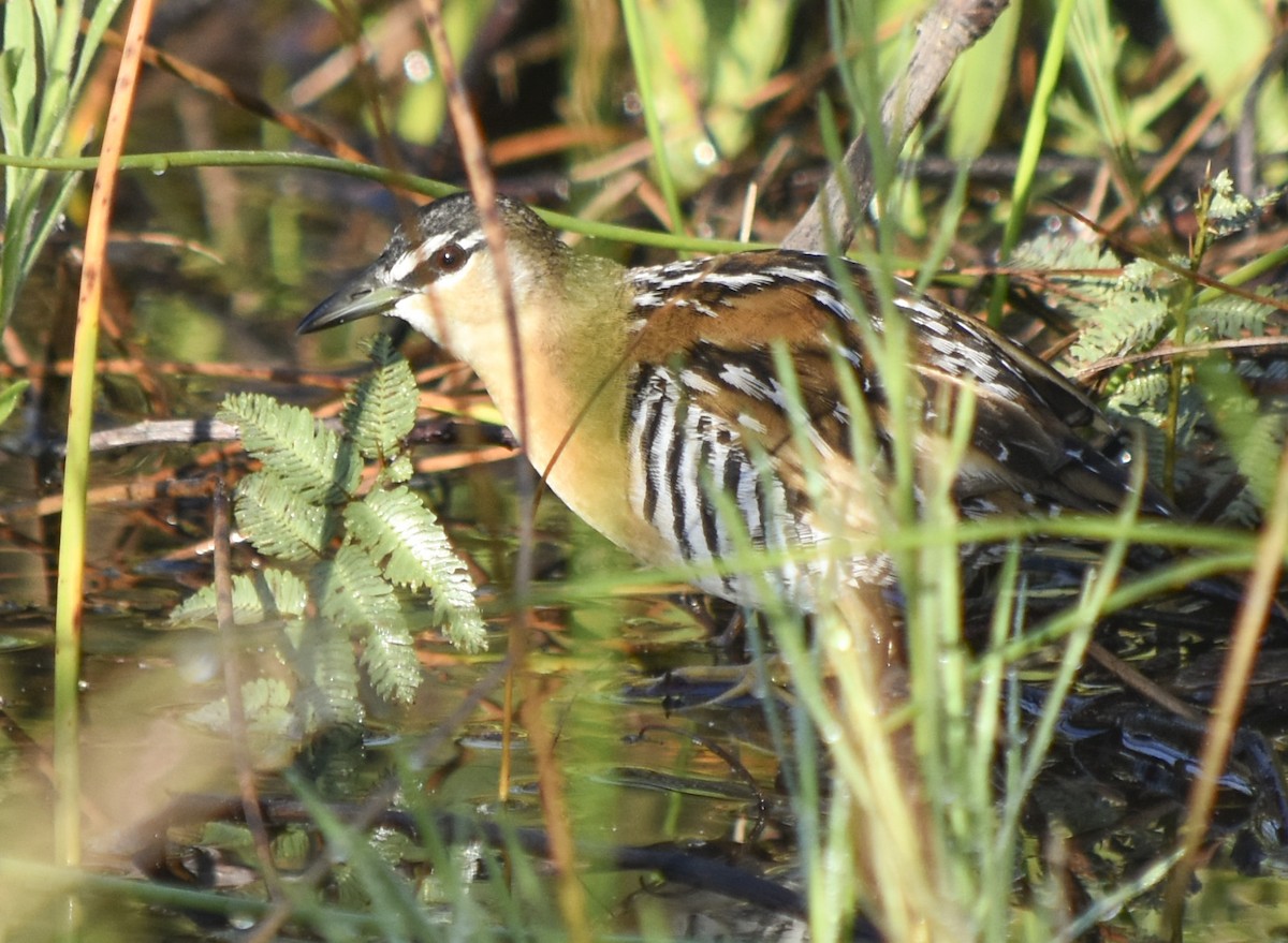 Yellow-breasted Crake - ML311769161