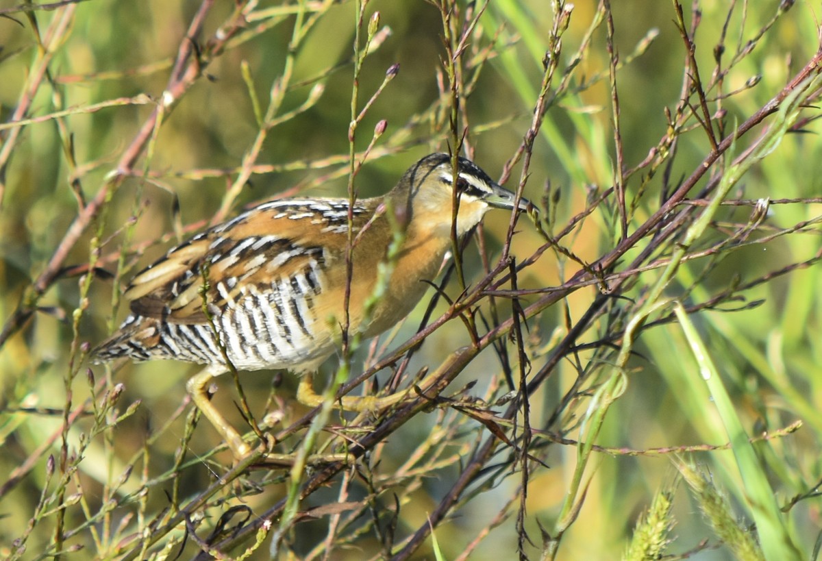 Yellow-breasted Crake - ML311769191