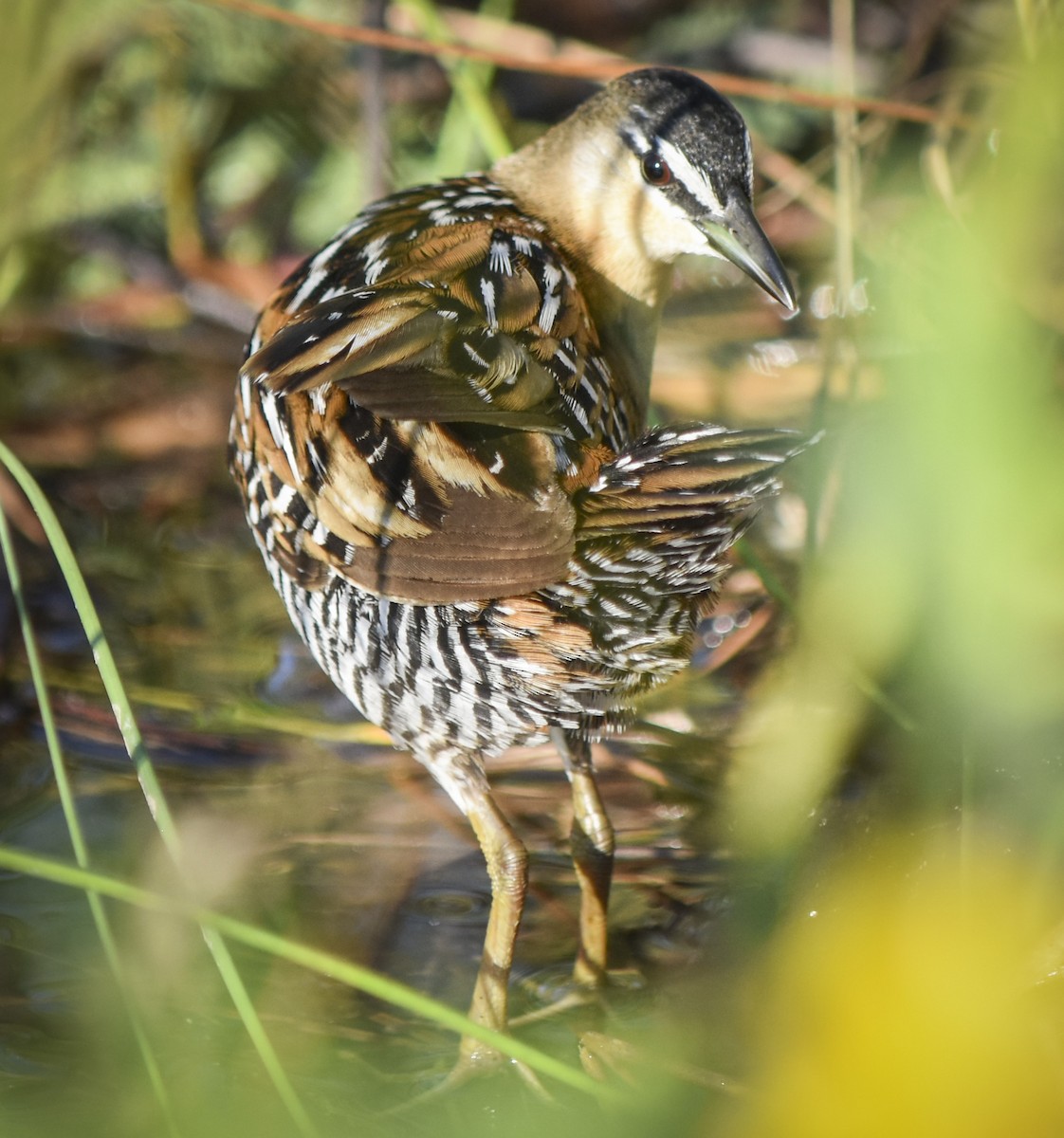 Yellow-breasted Crake - ML311769331