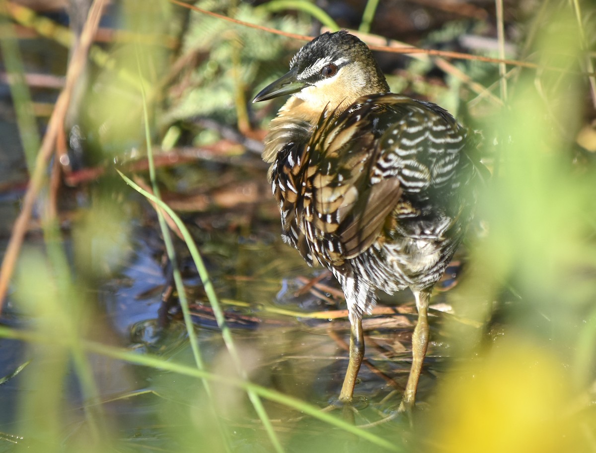 Yellow-breasted Crake - ML311769511