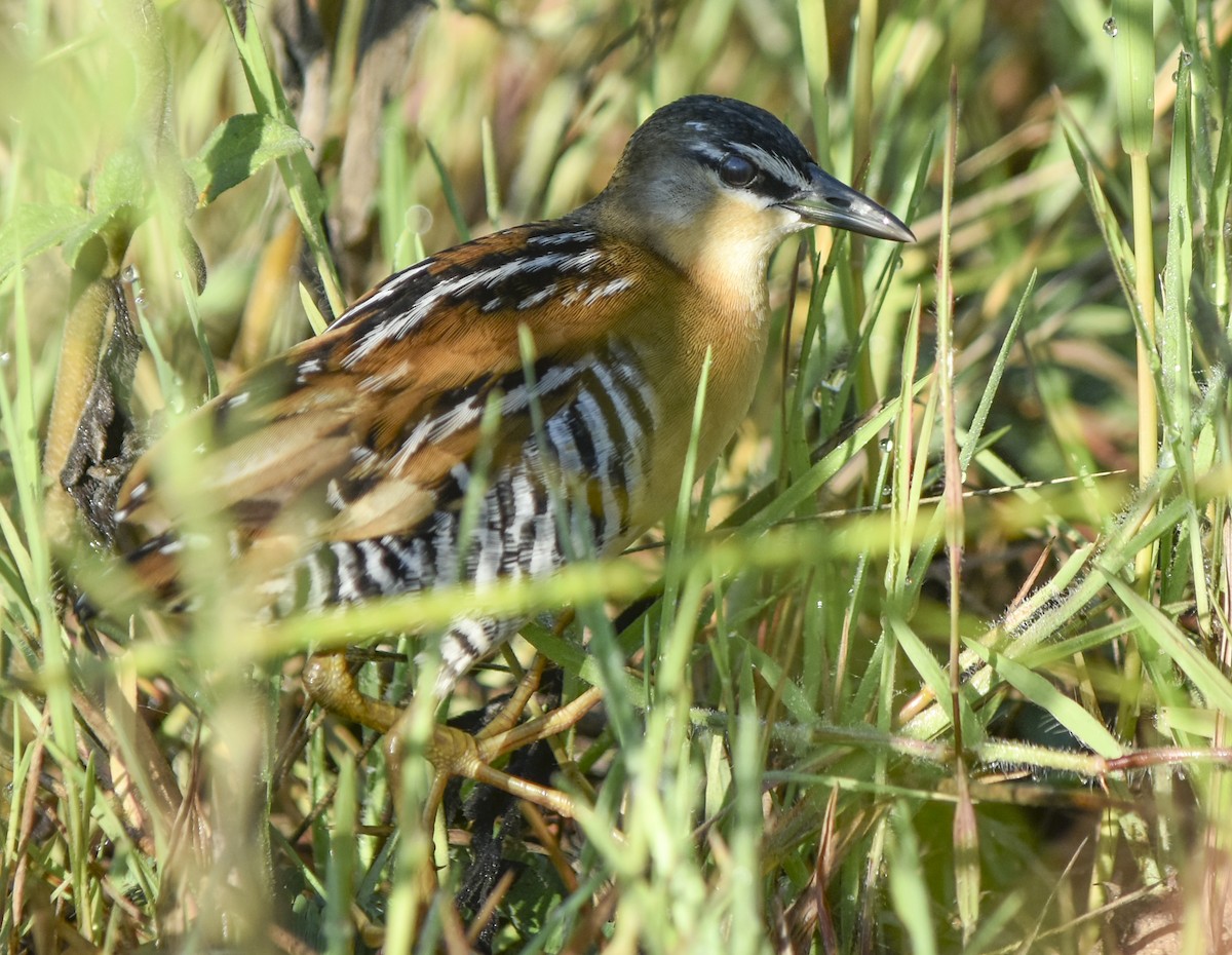 Yellow-breasted Crake - ML311769591