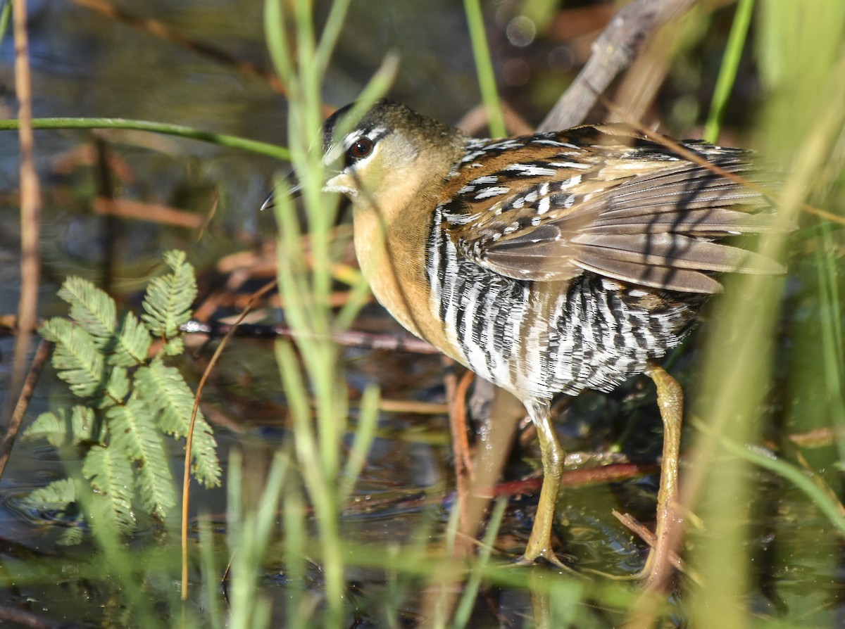 Yellow-breasted Crake - ML311769681