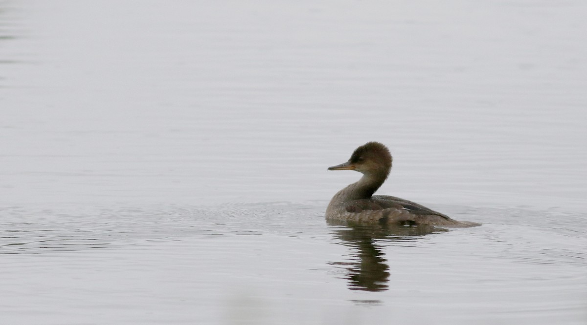 Hooded Merganser - Jay McGowan