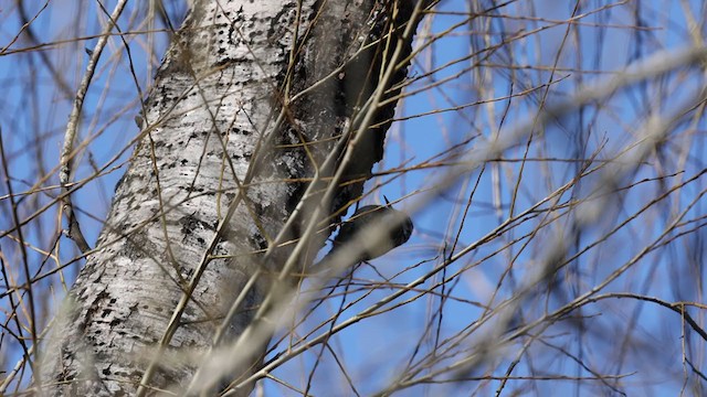 Yellow-bellied Sapsucker - ML311770051