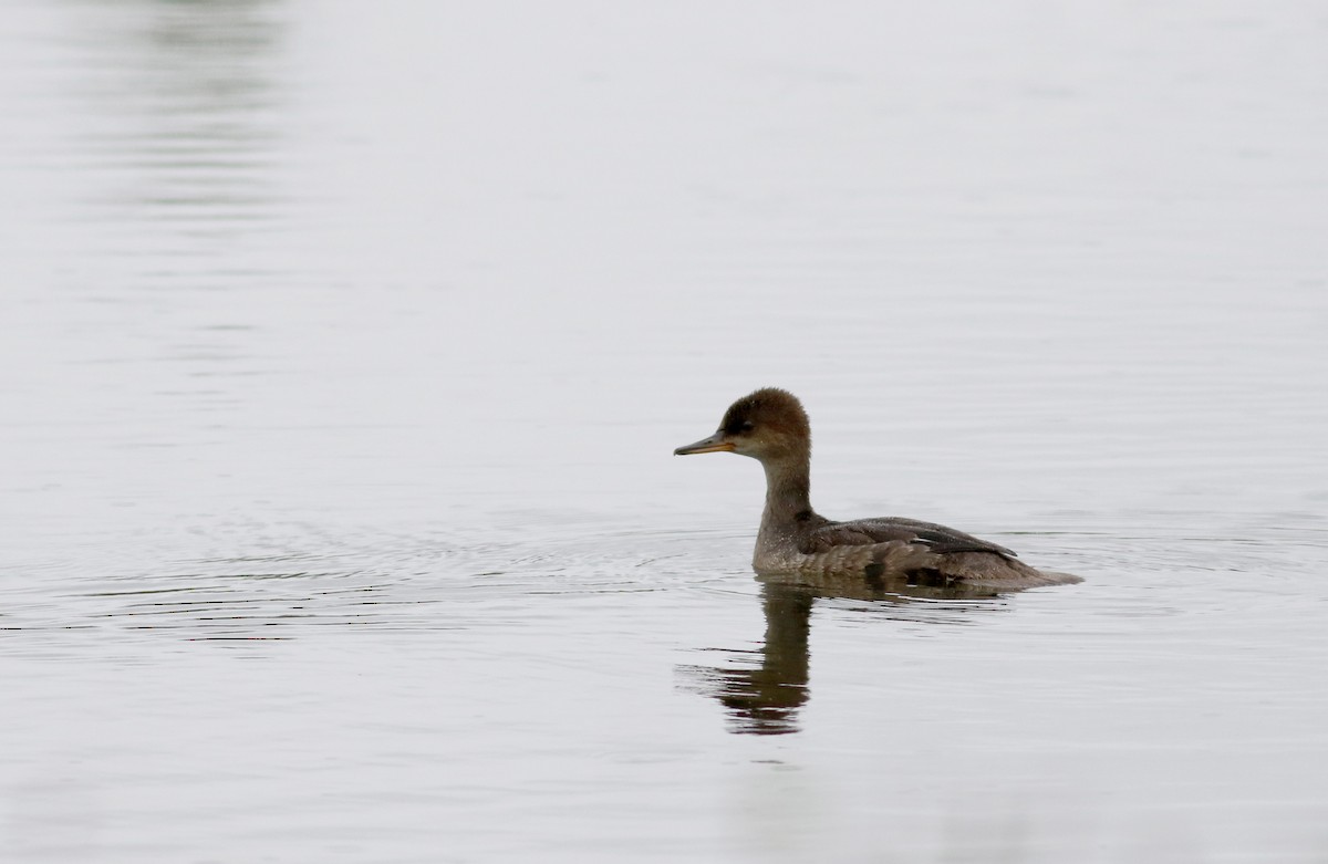 Hooded Merganser - ML31177011