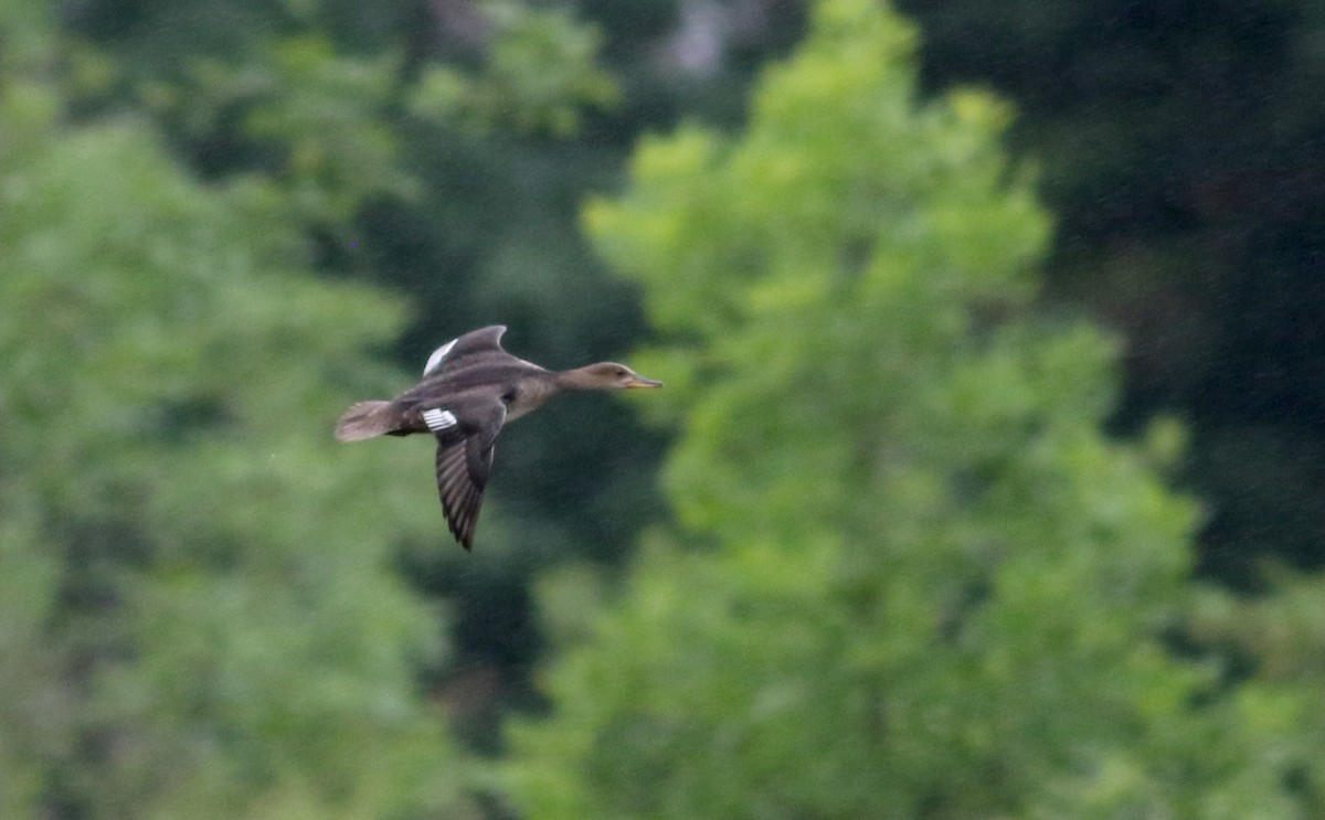 Hooded Merganser - ML31177021