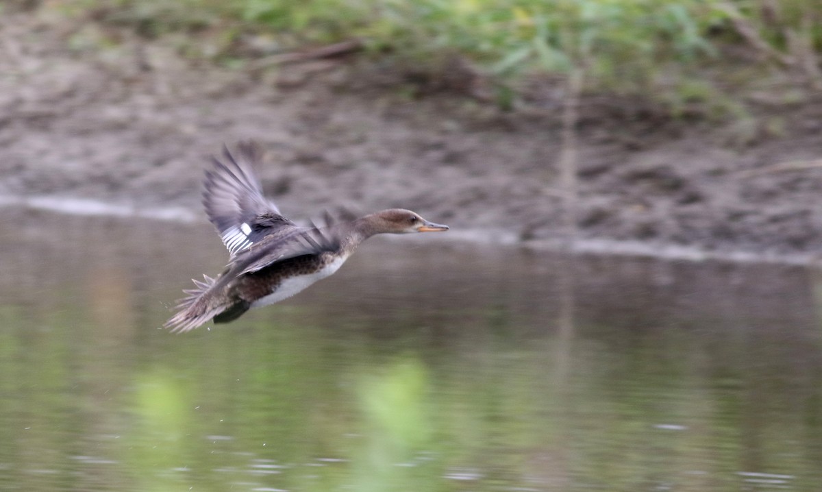 Hooded Merganser - Jay McGowan