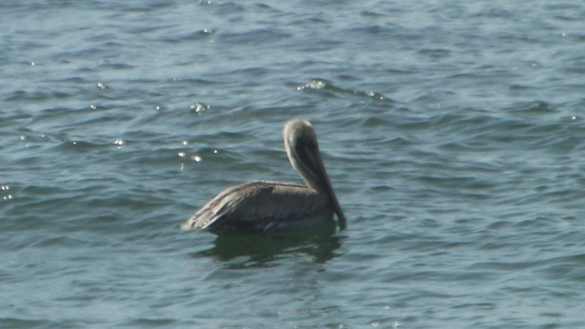 pelikán hnědý - ML311771481