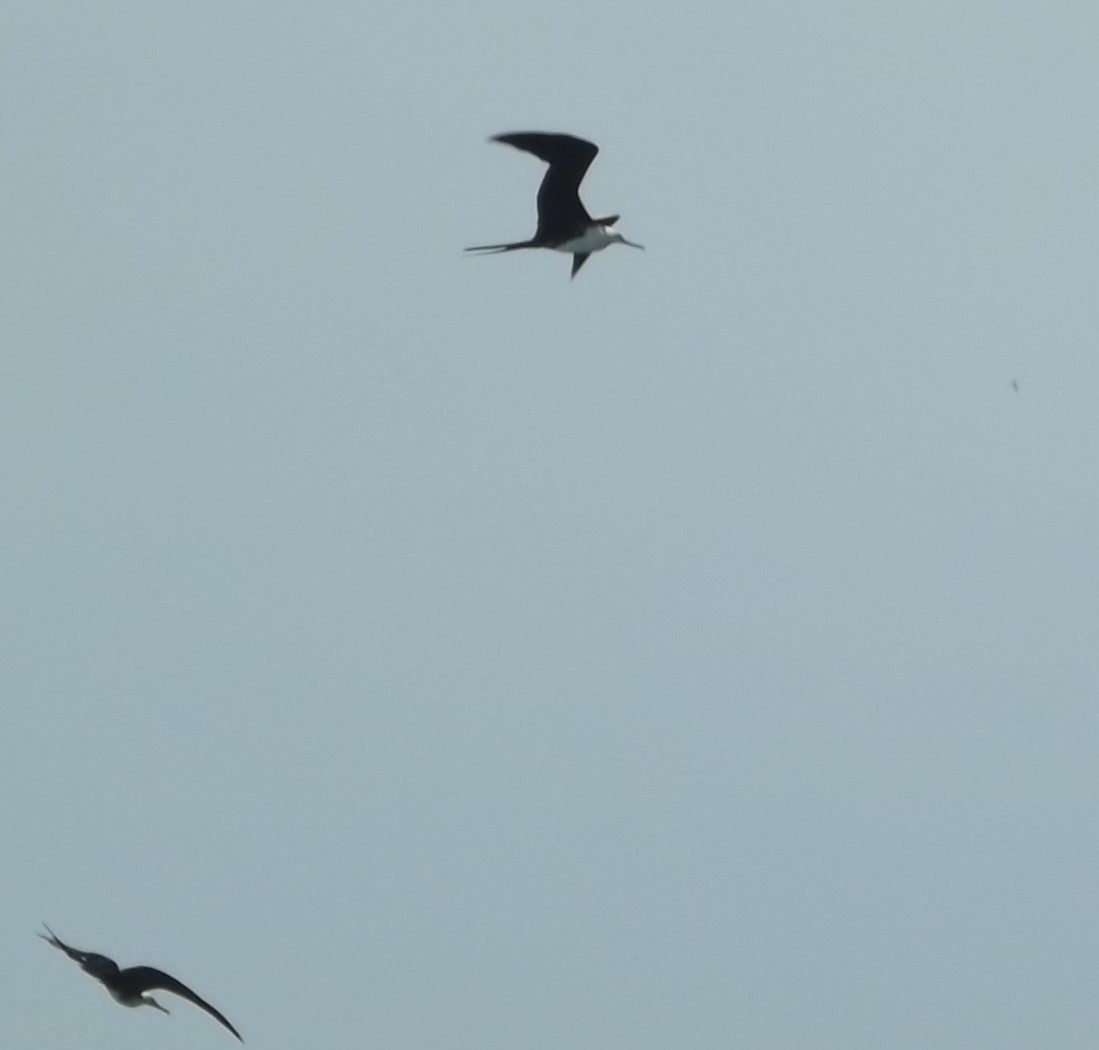 Magnificent Frigatebird - ML311771861